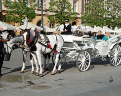 Foto einer Pferdekutsche in Krakau