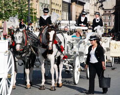 Fotos von Pferdekutschen in Krakau